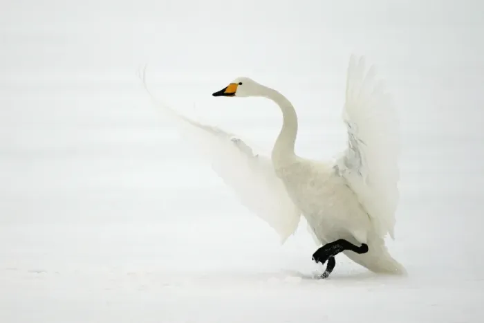 Framed Print : Whooper Swan - taking off Lake Kushiro, Hokkaido, Japan Framed Print : Whooper Swan - taking off Lake Kushiro, Hokkaido, Japan