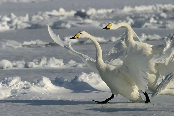 Whooper Swan - two taking off Lake Kushiro, Hokkaido, Japan