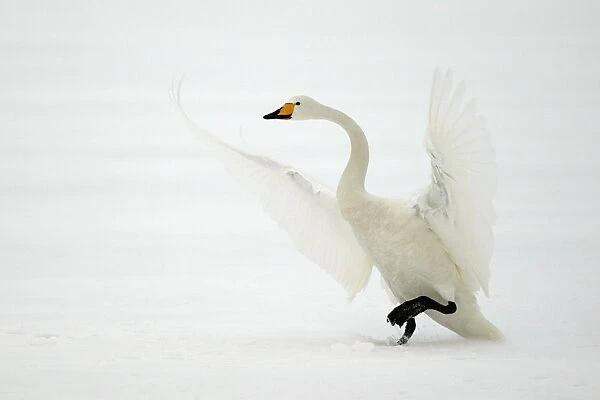 Whooper Swan - taking off Lake Kushiro, Hokkaido, Japan