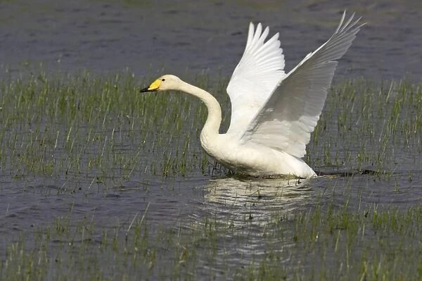 Whooper Swan - Taking off across loch Shetland Mainland, UK BI011590