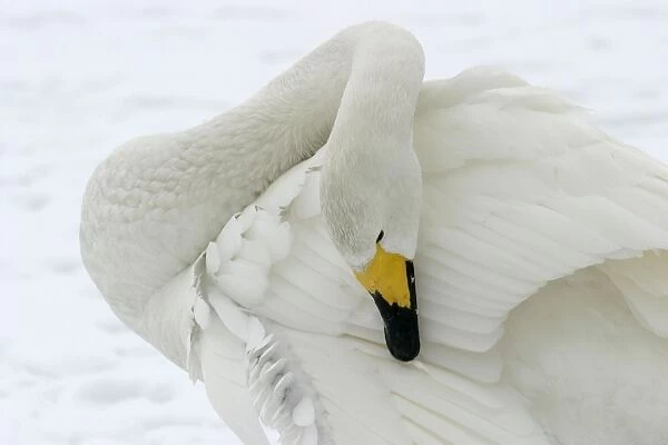 Whooper Swan - Washing with oil gland Lake Kushiro, Hokkaido, Japan