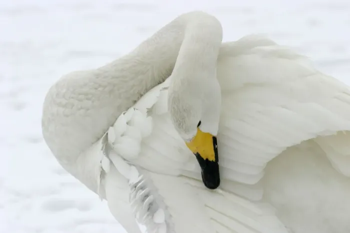 Framed Print : Whooper Swan - Washing with oil gland Lake Kushiro, Hokkaido, Japan Framed Print : Whooper Swan - Washing with oil gland Lake Kushiro, Hokkaido, Japan