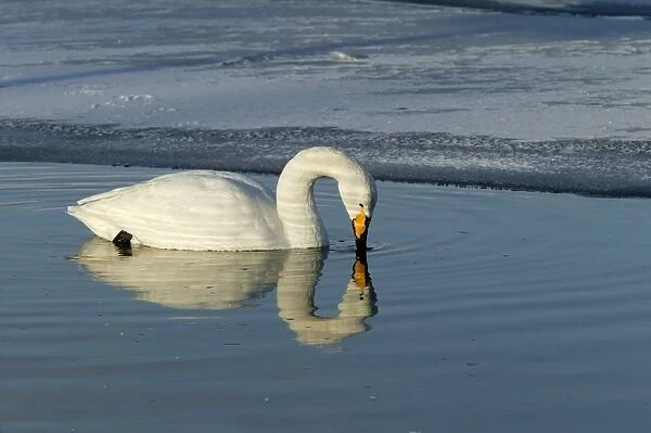 Whooper Swan - in water. Hokkaido, Japan