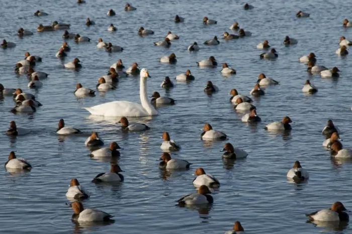 Framed Print : Whooper Swan - on water among pochard - Ouse Washes - Cambridgeshire - UK Framed Print : Whooper Swan - on water among pochard - Ouse Washes - Cambridgeshire - UK