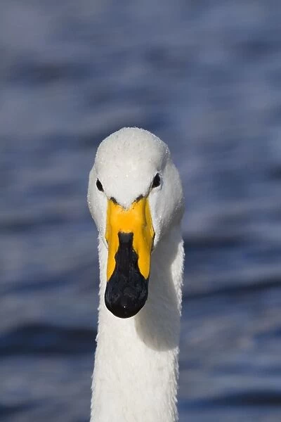 Whooper Swan - winter - UK