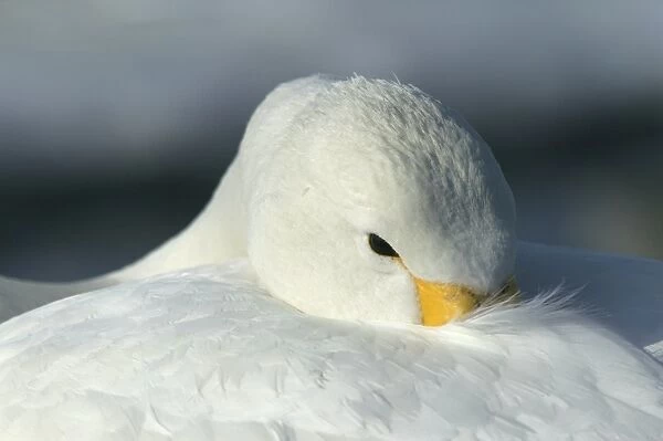 Whooper Swan Wintering on ice lakes in Hokkaido, Japan