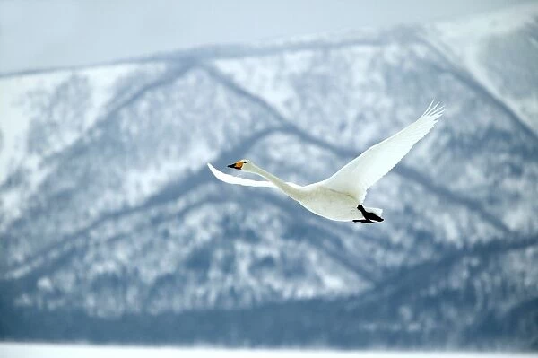 Whooper Swan Wintering on ice lakes in Hokkaido. Japan