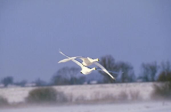 Whooper Swan - x2 in flight