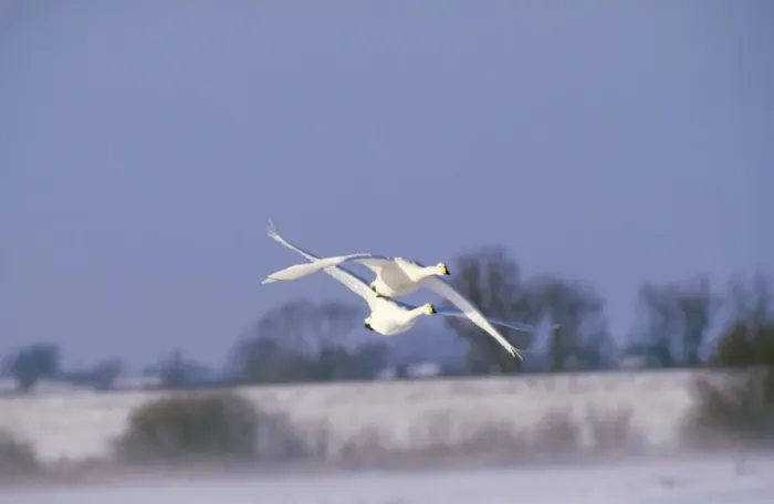 Framed Print : Whooper Swan - x2 in flight Framed Print : Whooper Swan - x2 in flight