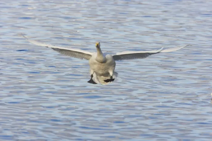Framed Print : Whooper Swans - Coming in to land Olor cygnus WWT Martin Mere Lanacashire, UK BI013222 Framed Print : Whooper Swans - Coming in to land Olor cygnus WWT Martin Mere Lanacashire, UK BI013222