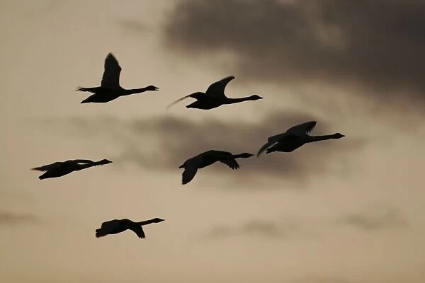Whooper Swans coming in to roost at dusk. Ouse Washes, Norfolk, UK BI001610