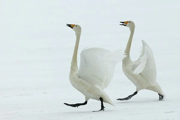 Whooper Swans Courtship display Wintering on ice lakes in Hokkaido, Japan