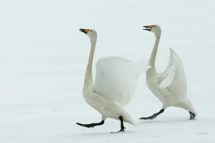 Framed Print : Whooper Swans Courtship display Wintering on ice lakes in Hokkaido, Japan Framed Print : Whooper Swans Courtship display Wintering on ice lakes in Hokkaido, Japan