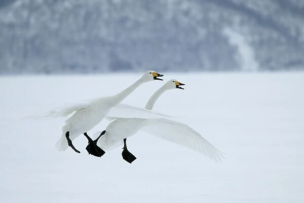 Whooper Swans In flight, about to land Wintering on ice lakes in Hokkaido, Japan