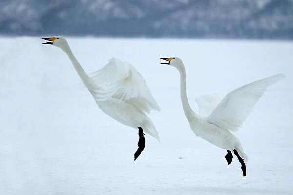 Whooper Swans In flight about to land Wintering on ice lakes Hokkaido, Japan