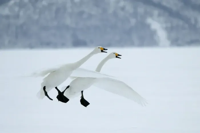 Framed Print : Whooper Swans In flight, about to land Wintering on ice lakes in Hokkaido, Japan Framed Print : Whooper Swans In flight, about to land Wintering on ice lakes in Hokkaido, Japan