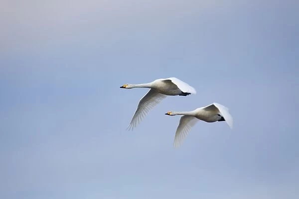 Whooper Swans - in flight - winter - UK