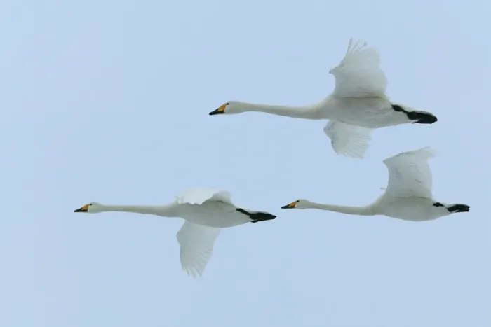 Framed Print : Whooper Swans In flight Wintering on ice lakes Hokkaido, Japan Framed Print : Whooper Swans In flight Wintering on ice lakes Hokkaido, Japan
