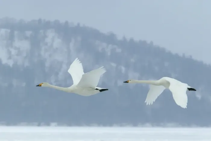 Framed Print : Whooper Swans In flight Wintering on ice lakes Hokkaido, Japan Framed Print : Whooper Swans In flight Wintering on ice lakes Hokkaido, Japan