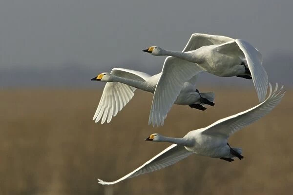Whooper Swans - Flying over winter resting grounds. Lower Saxony, Germany