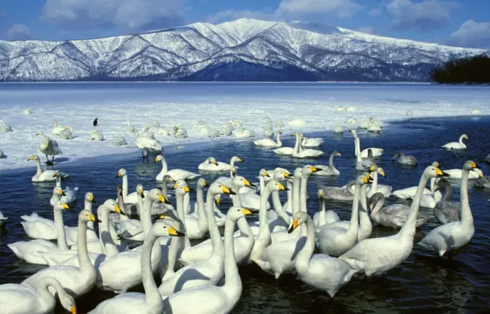 Framed Print : Whooper Swans on lake, winter, Lake Kussharo, Akan National Park, Hokkaido, Japan, Europe, Coast of Africa, North and Centra Asia JPF39113