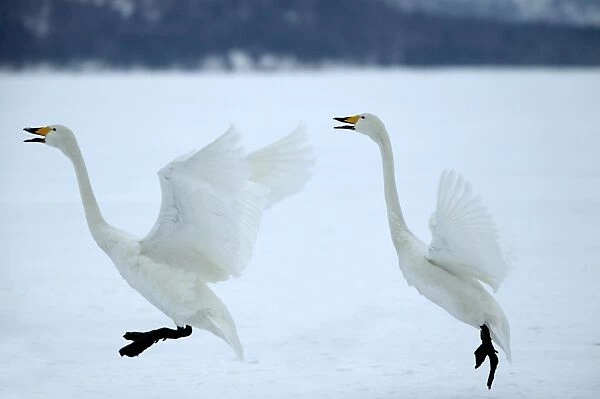 Whooper Swans Landing Wintering on ice lakes, Hokkaido, Japan
