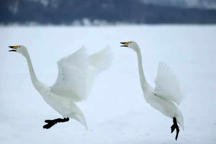 Framed Print : Whooper Swans Landing Wintering on ice lakes, Hokkaido, Japan Framed Print : Whooper Swans Landing Wintering on ice lakes, Hokkaido, Japan