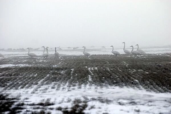 Whooper Swans - in the mist - Bulgaria near Varna (White fronted and red breasted geese behind)