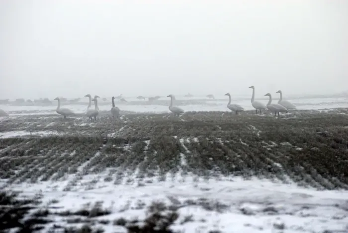 Framed Print : Whooper Swans - in the mist - Bulgaria near Varna (White fronted and red breasted geese behind) Framed Print : Whooper Swans - in the mist - Bulgaria near Varna (White fronted and red breasted geese behind)