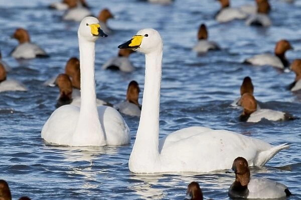 Whooper Swans - pair swimming with pochard - Ouse Washes - Cambridgeshire - UK