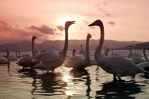 Whooper Swans - at sunset. Hokkaido, Japan