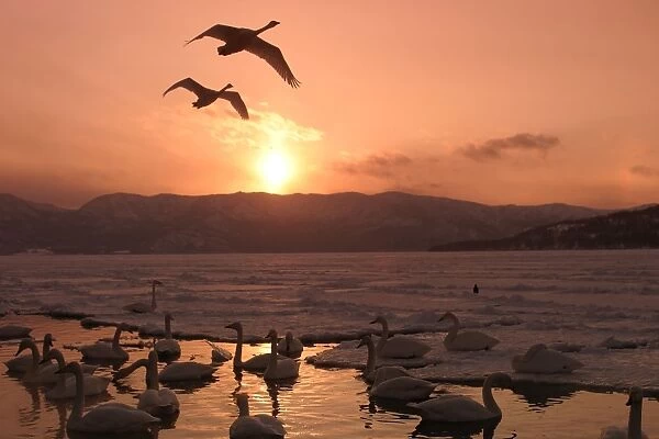 Whooper Swans - at sunset Lake Kushiro, Hokkaido, Japan