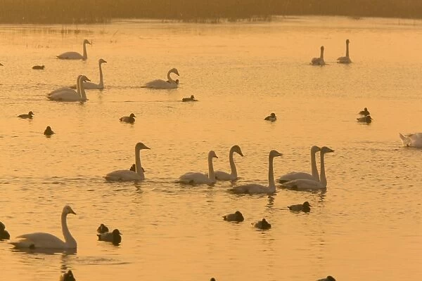 Whooper Swans and other waterfowl (Cygnus cygnus) at sunset in winter; Welney, Cambridgeshire