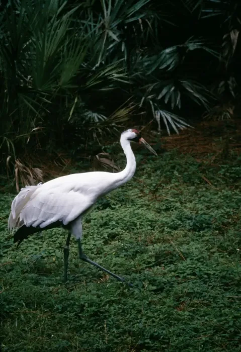Framed Print : Whooping Crane Framed Print : Whooping Crane