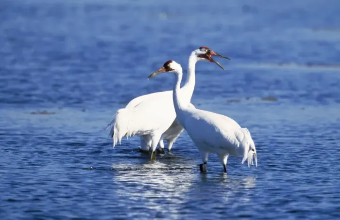 Framed Print : Whooping Crane - pair wading