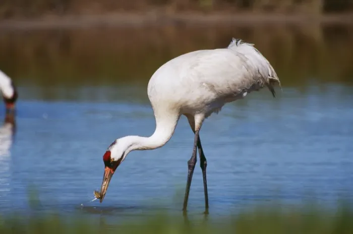 Framed Print : Whooping Crane TOM 213 Catching Blue Crabs, Aransas National Wildlife Refuge, Texas USA. Grus americana © Tom & Pat Leeson / ARDEA LONDON Framed Print : Whooping Crane TOM 213 Catching Blue Crabs, Aransas National Wildlife Refuge, Texas USA. Grus americana © Tom & Pat Leeson / ARDEA LONDON