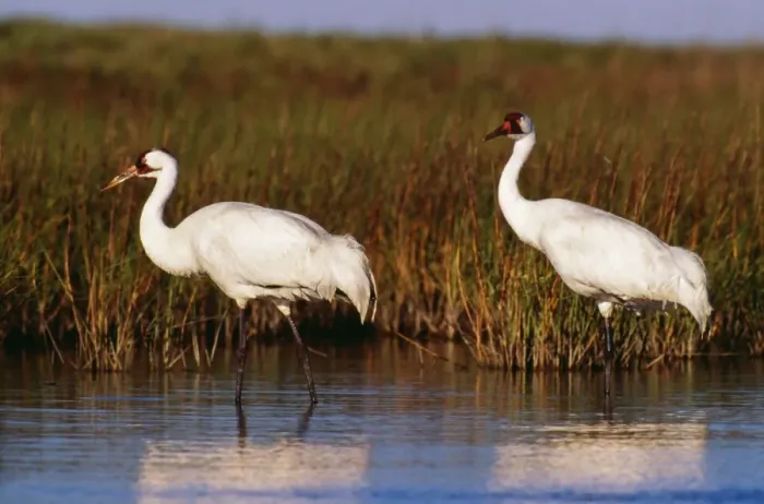 Framed Print : Whooping Cranes TOM 214 Aransas National Wildlife Refuge, Texas. Grus americana © Tom & Pat Leeson / ARDEA LONDON Framed Print : Whooping Cranes TOM 214 Aransas National Wildlife Refuge, Texas. Grus americana © Tom & Pat Leeson / ARDEA LONDON