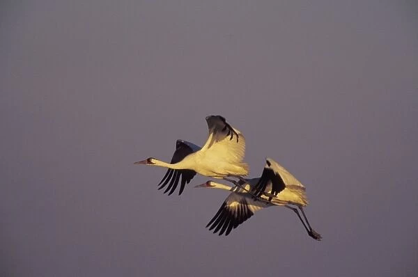 Whooping Cranes TOM 592 Flying back to roosting area in evening - Texas. Winter. Grus americana © Tom & Pat Leeson  /  ardea. com