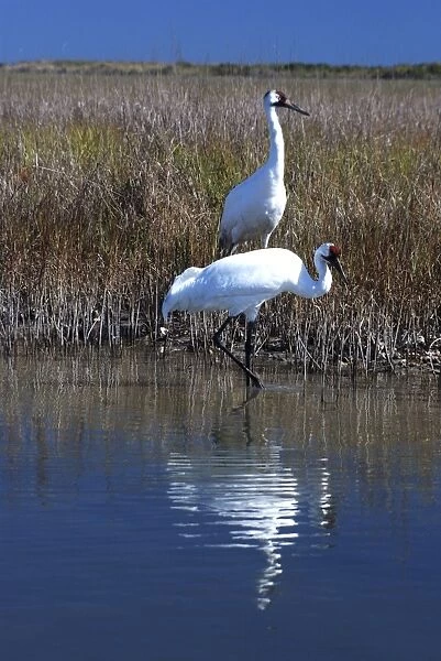 Whooping Cranes - On wintering grounds at Aransas National Wildlife Refuge - Texas coast - USA