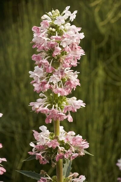 Whorl flower (Morina longifolia); from the Himalayas, grown in gardens