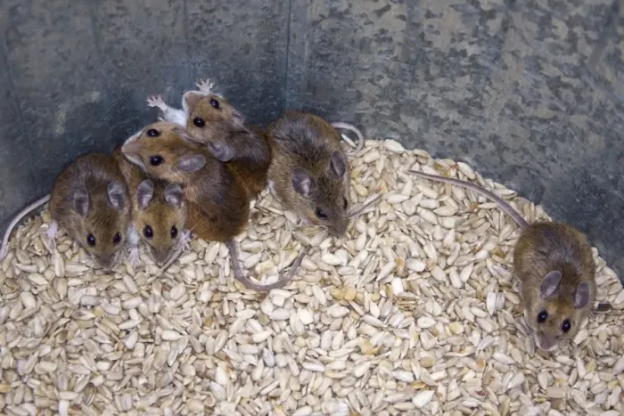 Framed Print : Whte-footed / Deer Mice - In seed barrel. Connecticut USA Framed Print : Whte-footed / Deer Mice - In seed barrel. Connecticut USA