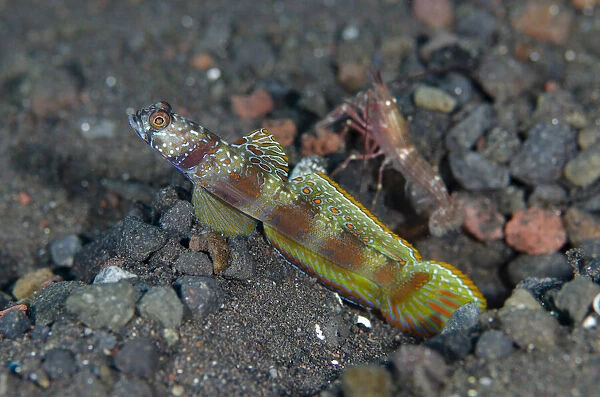 Wide-barred Goby - with fin extended with Snapping Shrimp, Alpheus sp - Wreck Slope dive site, Tulamben, Karangasem, Bali, Indonesia, Indian Ocean Wide-barred Goby - with fin extended with Snapping Shrimp, Alpheus sp - Wreck Slope dive site