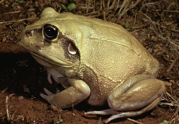 Wide-mouthed  /  Giant waterholding  /  New Holland frog - a burrowing species