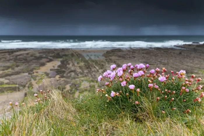 Framed Print : Widemouth Bay - Thrift in Flower - Cornwall - UK Framed Print : Widemouth Bay - Thrift in Flower - Cornwall - UK
