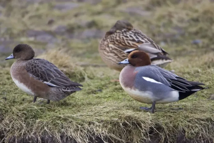 Framed Print : Wigeon - drake and duck resting on sea shore, in winter Isle of Texel, Holland