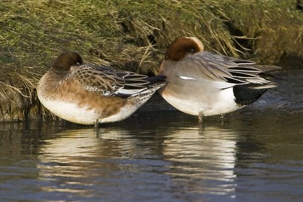 Wigeon - drake and duck resting at waters edge, in winter Isle of Texel, Holland