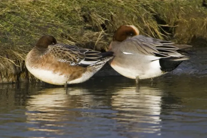 Framed Print : Wigeon - drake and duck resting at waters edge, in winter Isle of Texel, Holland Framed Print : Wigeon - drake and duck resting at waters edge, in winter Isle of Texel, Holland