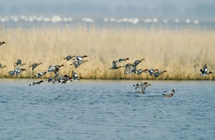 Framed Print : Wigeon Ducks CK 2540 Flock in flight over water Anas penelope © Chris Knights  /  ARDEA LONDON
