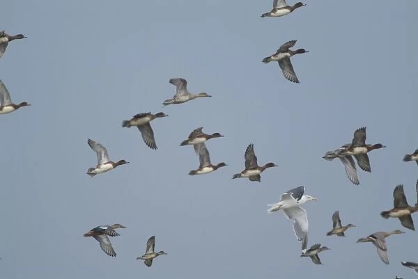Wigeon - in flight, Cley Marshes, Norfolk, UK