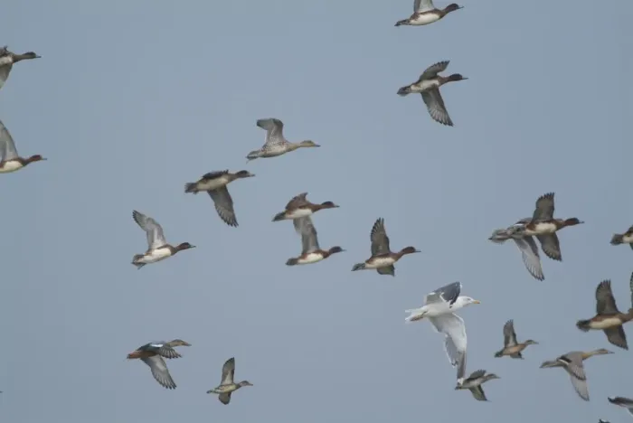 Framed Print : Wigeon - in flight, Cley Marshes, Norfolk, UK Framed Print : Wigeon - in flight, Cley Marshes, Norfolk, UK